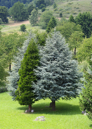 conifers and pines and other trees with a thousand gradient of green in summer