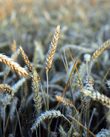 mature ears of corn in the immense field in summerの写真素材