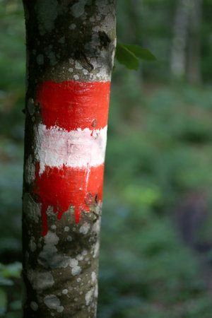White and red paint to indicate the mountain trail in the thick forest