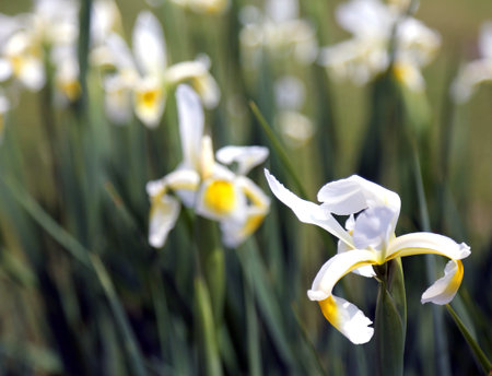 white daffodils bloom in lawn in springの写真素材