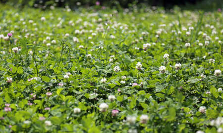 lush clover field and green grass in the springの写真素材