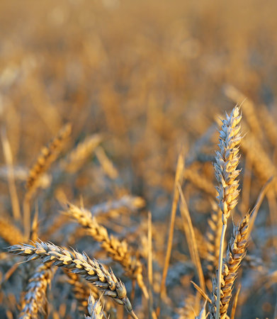 mature big ears of wheat in the field in summer