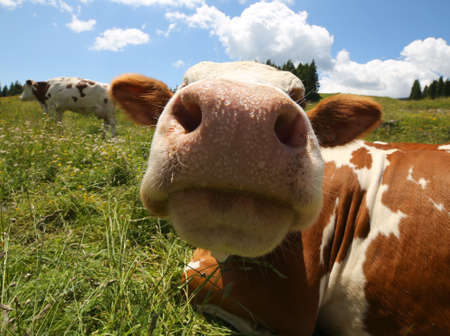 big cow snout photographed with fisheye lens in mountainsの写真素材
