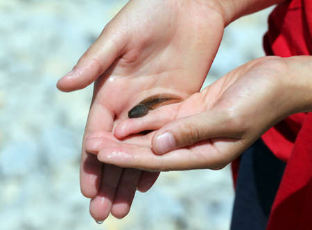 hadn of child with a tadpole freshly caught in the pondの写真素材
