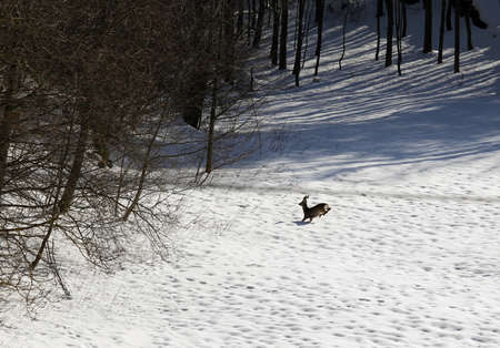 scared deer runs on the soft white snow in mountainの写真素材