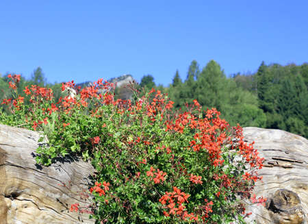 many Red Geraniums on the big mountain tree trunkの写真素材