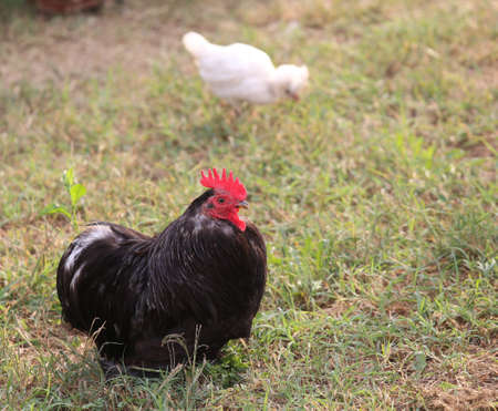 big black hen farm fence with a white chickの写真素材