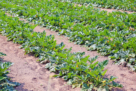 immense field of green zucchini in summerの写真素材