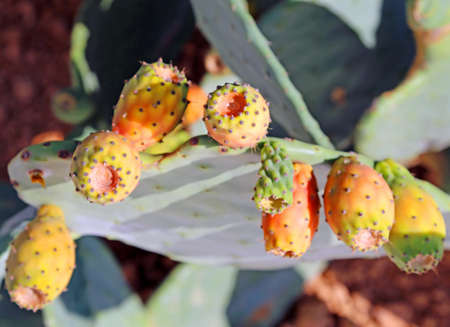 many ripe Indian fig opuntia in the cactusの写真素材