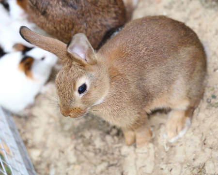 young rabbit inside the Warren farmの写真素材