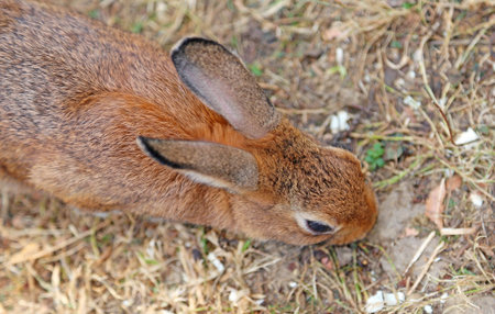 young rabbit with long ears and a shiny coat