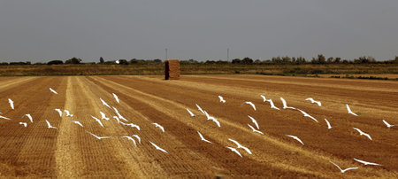 flock of seagull on recently harvested wheat fieldの写真素材