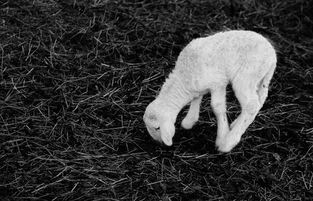 young white newborn lamb walking with difficulty on the hay