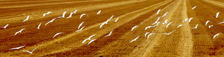 flock of white seagull on recently harvested wheat fieldの写真素材