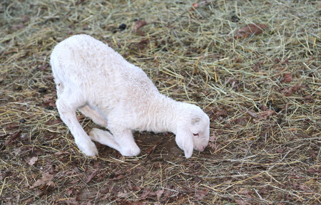 young newborn lamb walking with difficulty on the hay