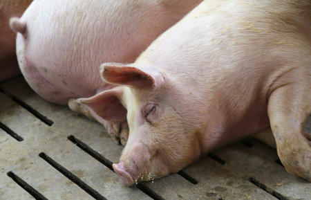 fat asleep pigs sleeping in pig farmingの写真素材