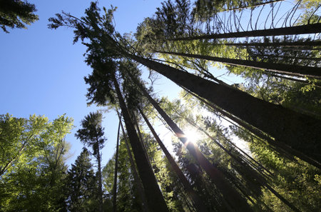 high trunks of trees in pristine forest of conifers