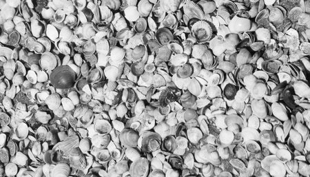 Many shells on the shore of the beach into the sea in summer