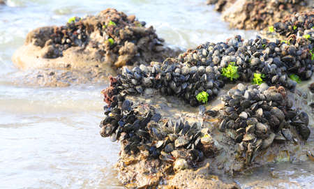 many mussels on the rocks on the calm seaの写真素材