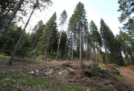 deforestation of conifers and beech trees in the mountains