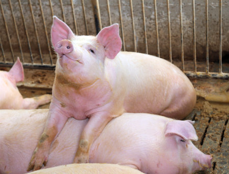 big pig leaning over the back of another pig in the breeding of