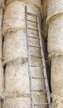 old wood ladder in the barn of the farm
