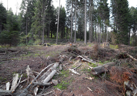great forests of conifers and beech trees during deforestation by man