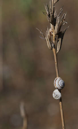 many small snails clinging to the dried plant located near the beachの写真素材