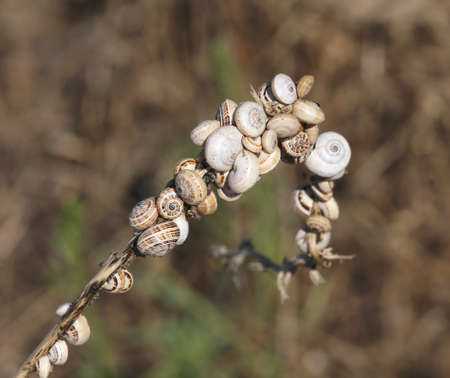 many small snails clinging to the dried plant located near the beachの写真素材