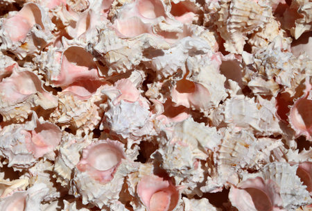 background of many rare shells for sale in the shop