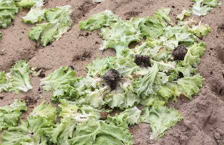 rot lattuce leaves abandoned polluted field