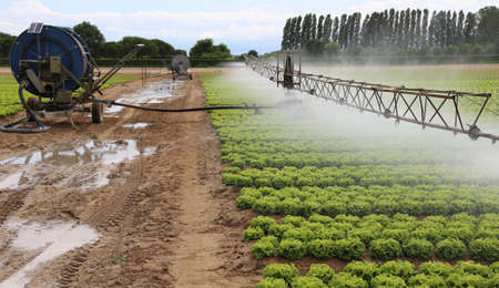 automatic irrigation system of a cultivated field of green lettuce in summerの写真素材