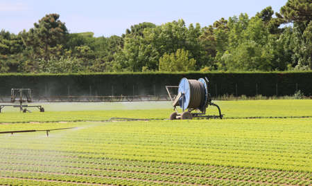 automatic irrigation system of a cultivated field of green lettuce in summerの写真素材