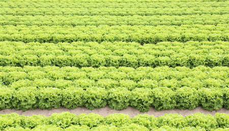 huge field of green lettuce on soil with sand in summer