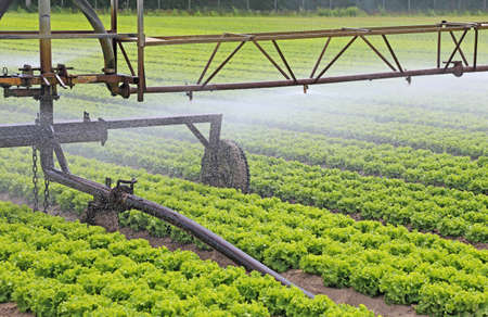 automatic irrigation system of a cultivated field of green lettuce in summerの写真素材
