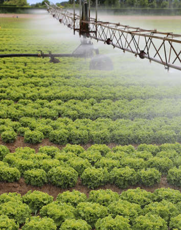 automatic irrigation system of a cultivated field of green lettuce in summerの写真素材