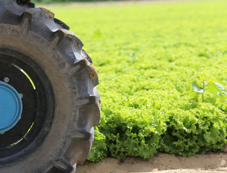 big wheel tractor in the field of green lettuce grown