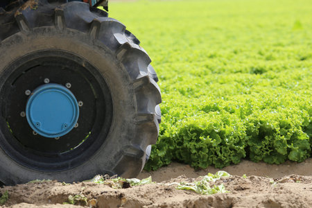 wheel tractor in the field of green lettuce grown in summerの写真素材