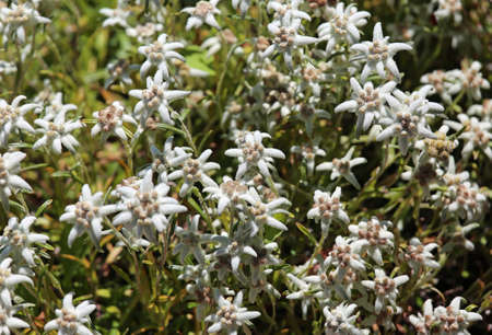 many edelweiss flowers on the meadow in the Alpsの写真素材