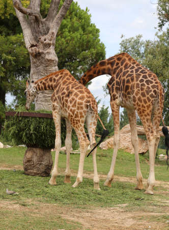 two African Giraffes with long neck eats the leavesの写真素材