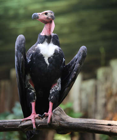 turkey vulture with long neck and dark plumage on branch of the treeの写真素材