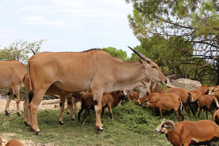 big common eland or antelope and other animalsの写真素材