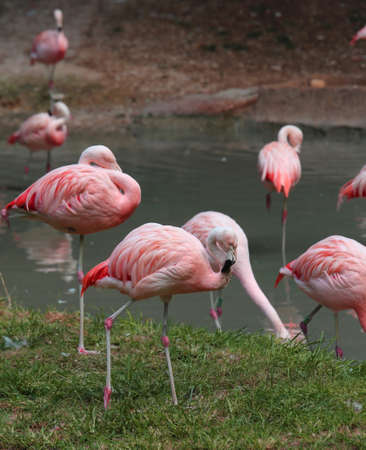 pink flamingoes are resting on the bank of the pondの写真素材