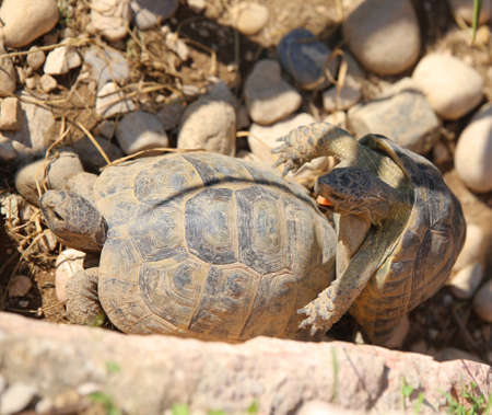 two large turtles while they mate during the mating seasonの写真素材