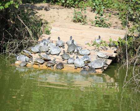 many turtles sunning themselves on the banks of the pond in summer