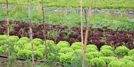 big green lettuce and radicchio in large vegetable garden
