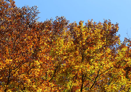 elms beeches and other trees with beautiful colorful leaves in autumn and blue sky