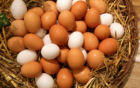 wicker basket with lots of fresh chicken eggs just collected in the henhouse of farm