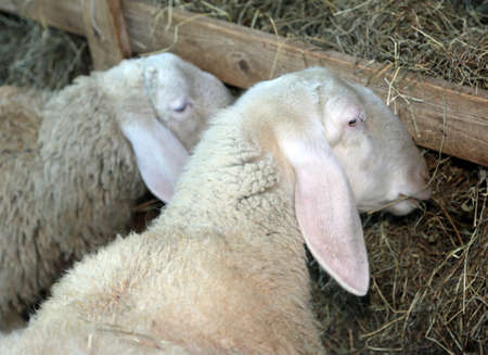 Two sheep with long hair eating hay in a mangerの写真素材