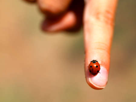 ladybug with blacks dots on the index finger of a little girlの写真素材